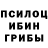 Псилоцибиновые грибы Psilocybine cubensis Luf Guy